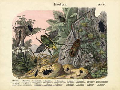 Insectes, vers 1860 - German School